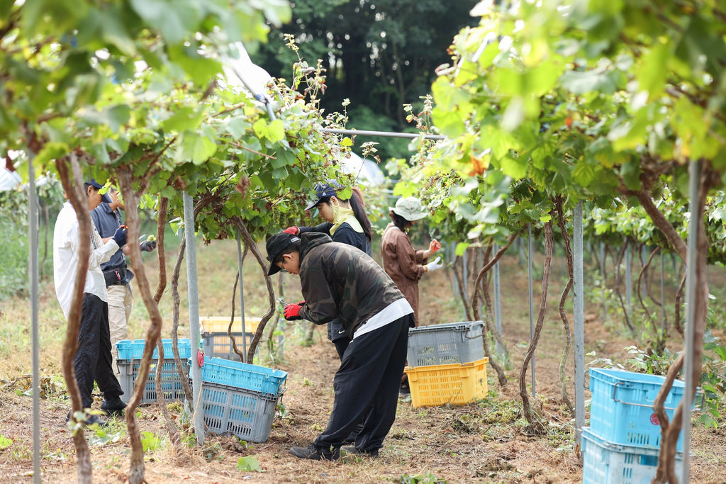 Why Does Japan Make Wine from Table Grapes?  — The Appeal of Grapes Not Typically Used for Winemaking
