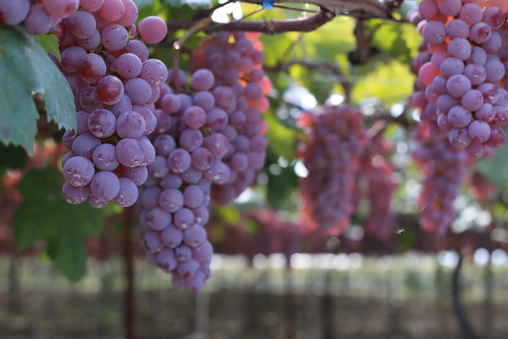 Rediscovering Kōshu: How Science and Culinary Culture Illuminate Japan’s Indigenous Grape