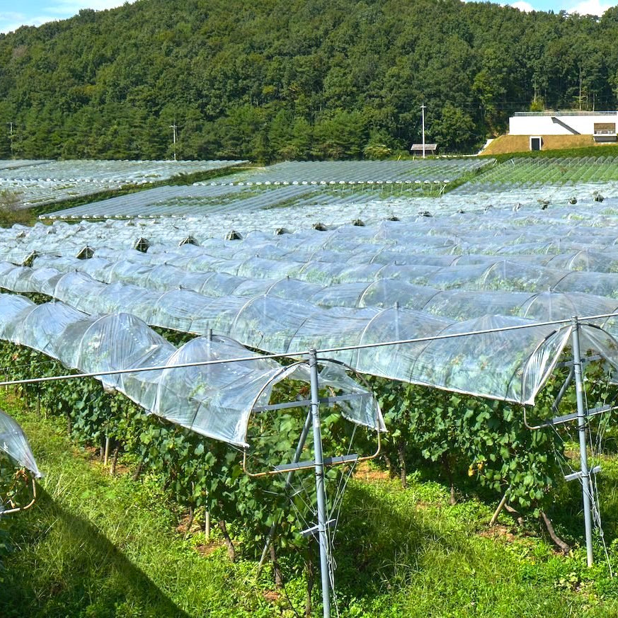 The rain-shelter cultivation